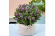 Hebe hebedonna anna Hebe Addenda® Donna® Purple P12 
