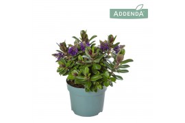 Hebe vinoa purple Hebe Addenda Vinoa® Purple P12