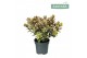 Hebe tricolor Hebe Addenda® Classica® Tricolor P12 