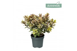 Hebe tricolor Hebe Addenda® Classica® Tricolor P12