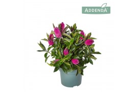 Hebe donna eva Hebe Addenda® Donna® Pink P12