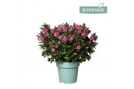 Hebe vinoa pink Hebe Addenda® Vinoa® Pink P12