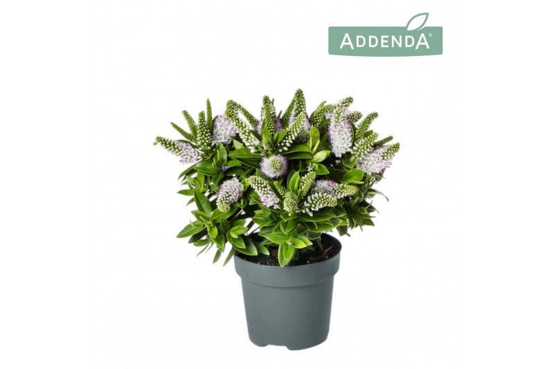 Hebe hebedonna jenna Hebe Addenda® Donna® Jenna P12 