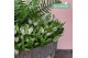 Hebe hebedonna jenna Hebe Addenda® Donna® Jenna P12 