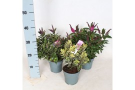 Hebe addenda mix Hebe Addenda® Mix groen+ bont P12