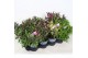 Hebe addenda mix Hebe Addenda® Mix groen+ bont P12 