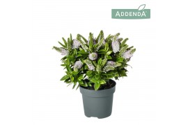 Hebe hebedonna jenna Hebe Addenda® Donna® White P12