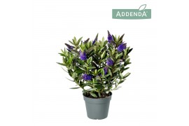 Hebe hebedonna britta Hebe Addenda® Donna® Britta P12