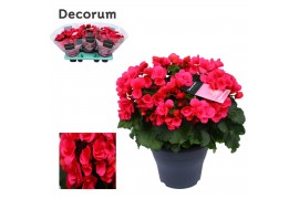 Begonia betulia pink decorum,2 pp