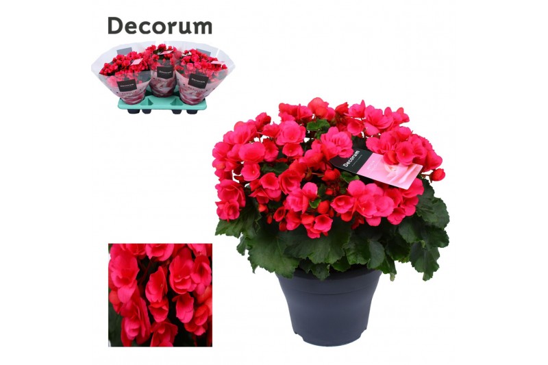 Begonia betulia pink decorum,2 pp 