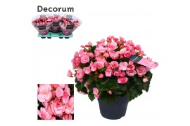 Begonia betulia candy decorum,2 pp
