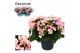 Begonia betulia light decorum 