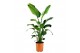 Strelitzia nicolai 