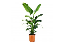 Strelitzia nicolai