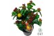Hypericum Miracle Marvel 