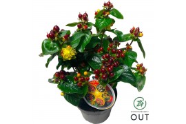 Hypericum Miracle Marvel