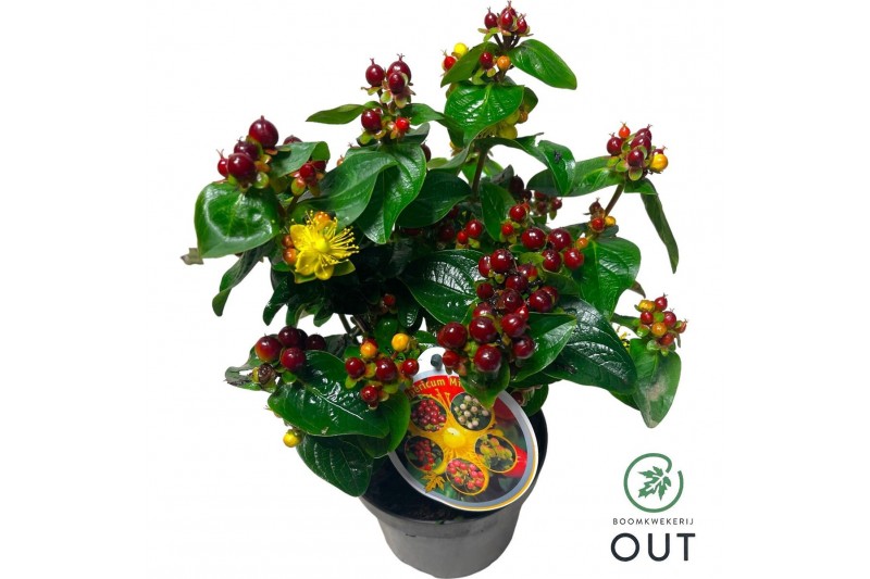 Hypericum Miracle Marvel 