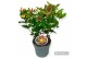 Hypericum Miracle Marvel 