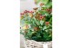Hypericum Miracle Marvel 