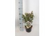 Hypericum Miracle Marvel 