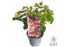Hypericum Miracle Marvel 