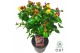 Hypericum miracle marvel 