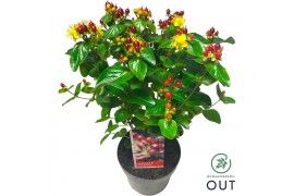 Hypericum miracle marvel