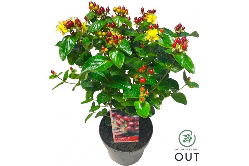 Hypericum miracle marvel 