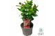 Hypericum miracle marvel 