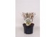 Hypericum miracle marvel 