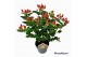 Hypericum miracle attraction 