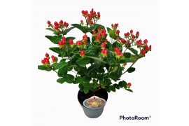 Hypericum miracle attraction