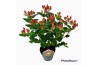 Hypericum miracle attraction