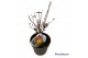 Hypericum miracle attraction 
