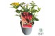 Hypericum miracle attraction 