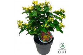 Hypericum Miracle Blizz