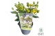 Hypericum Miracle Blizz 