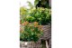Hypericum Miracle Blizz 