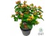 Hypericum Miracle Blossom 