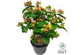 Hypericum Miracle Blossom
