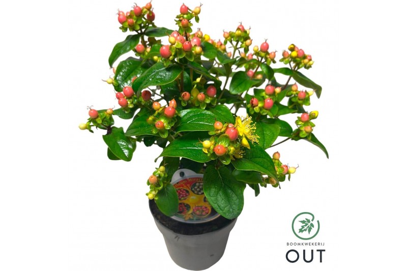 Hypericum Miracle Blossom 