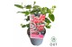 Hypericum Miracle Blossom 
