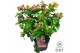 Hypericum miracle blossom 