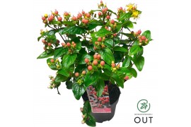 Hypericum miracle blossom