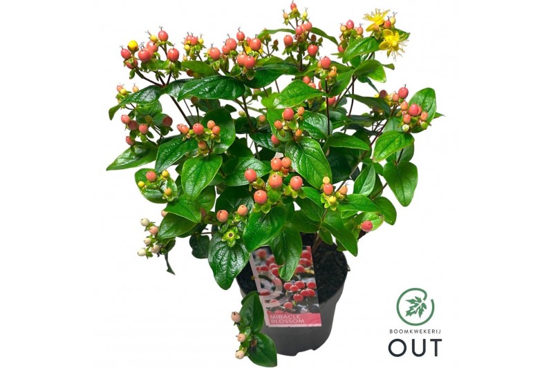 Hypericum miracle blossom 