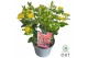Hypericum miracle blossom 