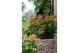 Hypericum miracle blossom 