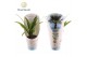 Trachycarpus fortunei Trachycarpus fortuneii / Eagle palm P10,5 