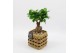 Arrangementen kamerplanten GRCR-2507 Green Essentials 1 pp 