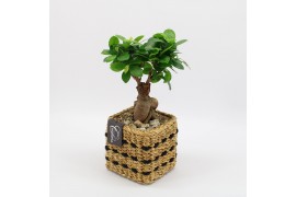 Arrangementen kamerplanten GRCR-2507 Green Essentials 1 pp